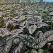 Picture of Alocasia Dragon Scale 6"
