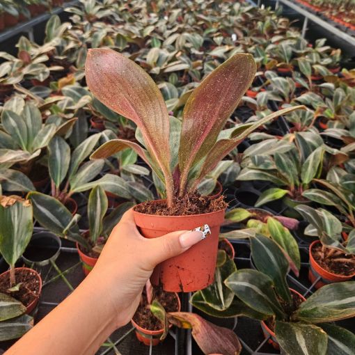 Picture of Siderasis Fuscata 4"