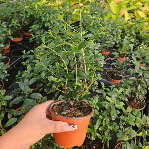 Picture of Eugenia Globulus 4"