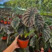 Picture of Alocasia Red Secret 6"