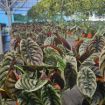 Picture of Alocasia Red Secret 6"