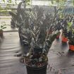 Picture of Zamioculcas Black Queen ZZ 8"