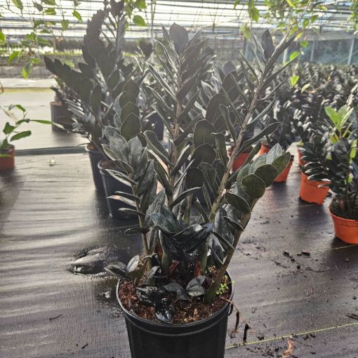Picture of Zamioculcas Black Queen ZZ 8"