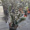 Picture of Zamioculcas Black Queen ZZ 8"