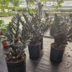 Picture of Zamioculcas Black Queen ZZ 8"