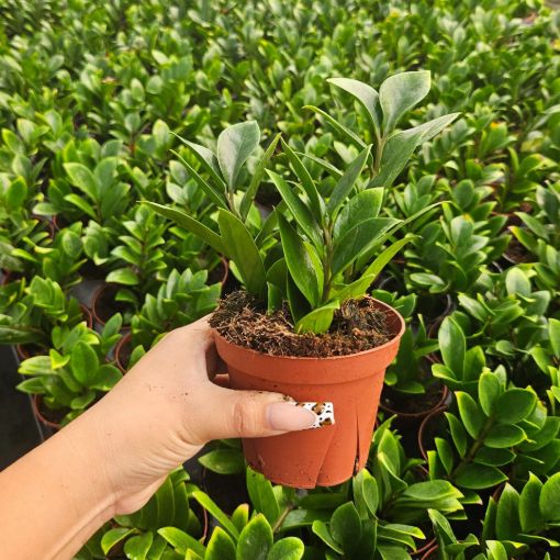 Picture of Zamioculcas ZZ Green 4"