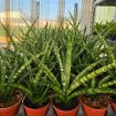 Picture of Sansevieria Tiger Crown 4"