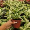 Picture of Aglaonema Eileen 4"