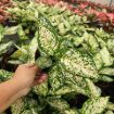 Picture of Aglaonema Eileen 4"