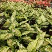 Picture of Aglaonema Eileen 4"