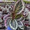 Picture of Calathea Shine Star  4"