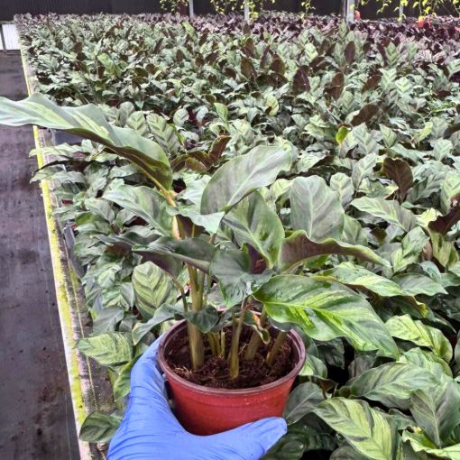 Picture of Calathea Green Star 4"