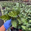 Picture of Calathea Green Star 4"