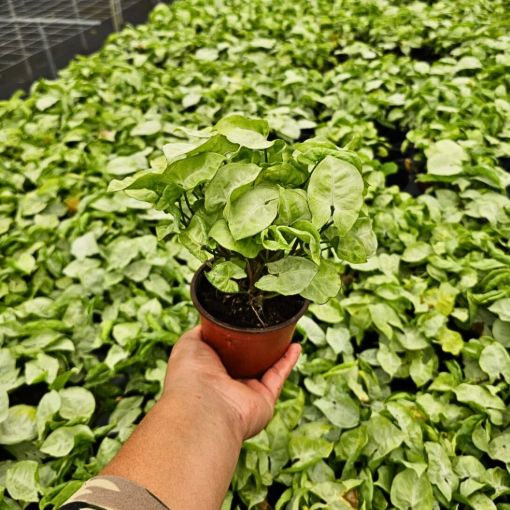 Picture of Syngonium White Butterfly 4"