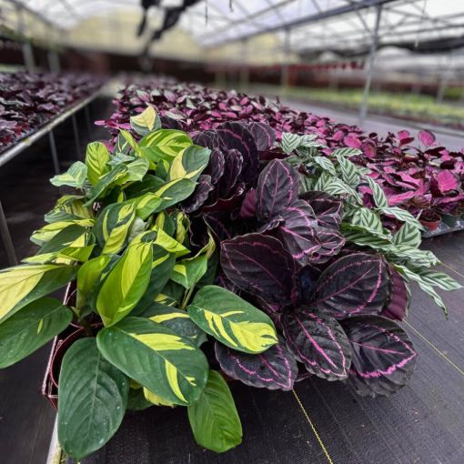 Picture of Calathea Assortment 4"