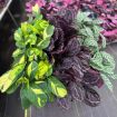 Picture of Calathea Assortment 4"