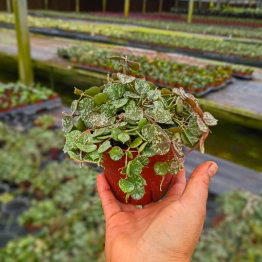 Picture of Hoya Curtissi 4"