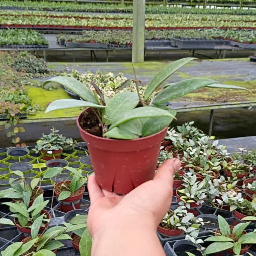 Picture of Hoya Pallida Bogor 4"