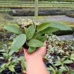 Picture of Hoya Pallida Bogor 4"