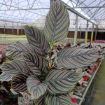 Picture of Calathea Ornata 6"