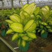 Picture of Dieffenbachia Tropic Marianne 8"