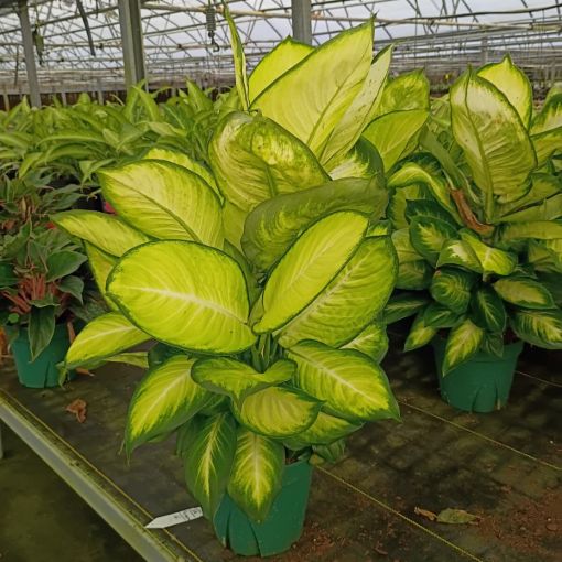 Picture of Dieffenbachia Tropic Marianne 8"