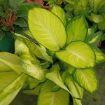 Picture of Dieffenbachia Tropic Marianne 8"
