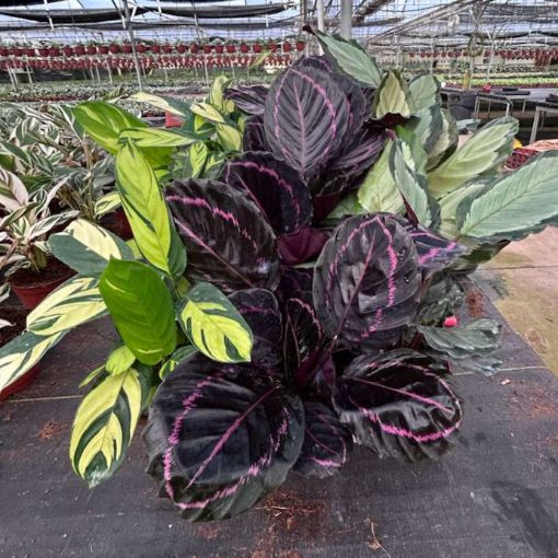 Picture of Calathea Assortment 6"