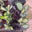Picture of Calathea Assortment 6"