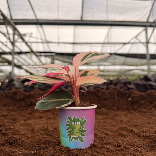 Picture of Stromanthe Triostar 2"