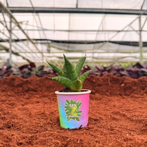 Picture of Sansevieria Mini Anjani 2"