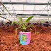 Picture of Nepenthes Vertilosa Red 2"