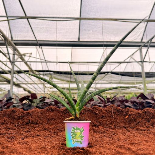 Picture of Sansevieria Mikado Punk 2"