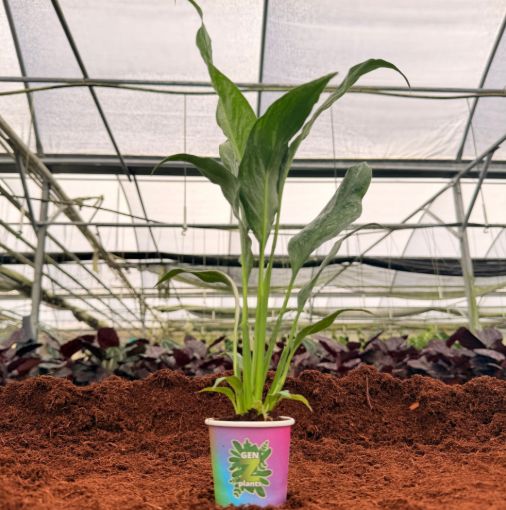 Picture of Spathiphyllum Variegata 2"