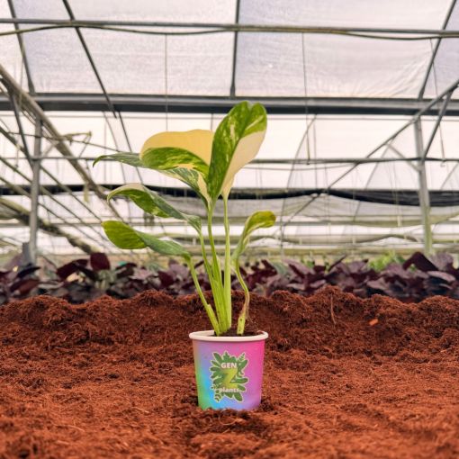 Picture of Monstera Lechleriana Varigated 2"