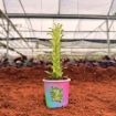 Picture of Euphorbia Trigona Mint Creme 2"