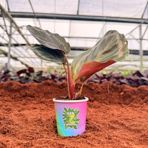 Picture of Calathea Medallion 2"