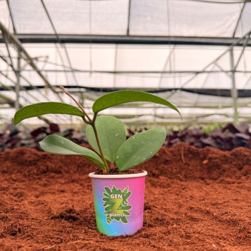 Picture of Hoya Fungi 2"