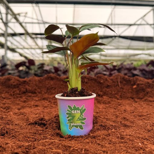 Picture of Calathea Silver Star 2"