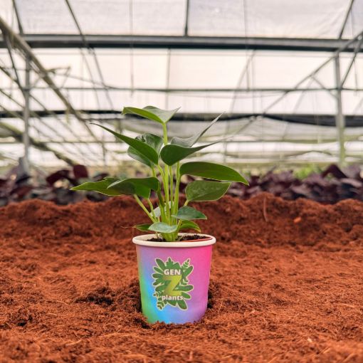 Picture of Anthurium Red Dance 2"