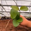 Picture of Hoya Parasitica Splash 2"