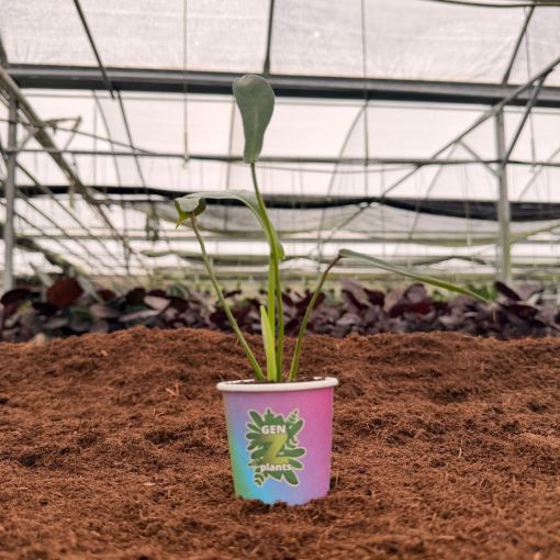 Picture of Philodendron Joepii 2"