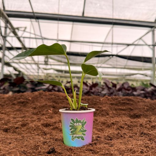 Picture of Anthurium Pink Fairy 2"