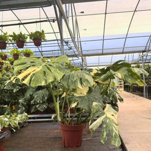 Picture of Monstera Thai Constellation 8"