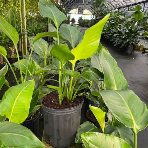 Picture of Strelitzia White Bird 8"