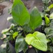 Picture of Strelitzia White Bird 8"