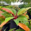 Picture of Philodendron prince Of Orange 8"