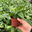 Picture of Pothos Cebu Blue 4"