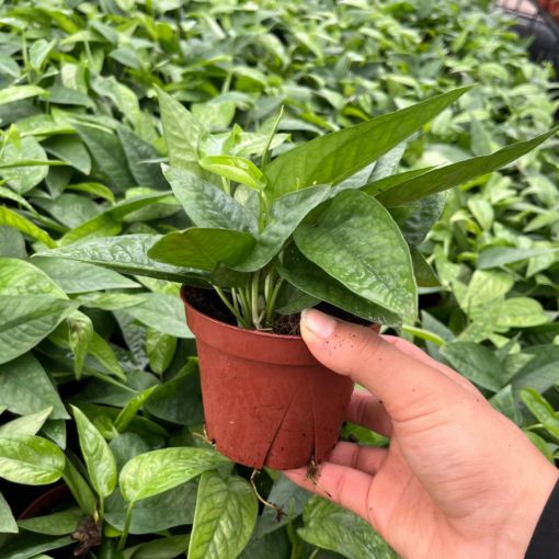 Picture of Pothos Cebu Blue 4"