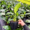 Picture of Strelitzia White Bird 6"
